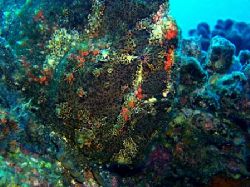 Frogfish Playing Hide & Seek. Mahi shipwreck, Oahu, HI. F... by Dallas Poore 